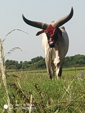 બરદ વેશવના છે