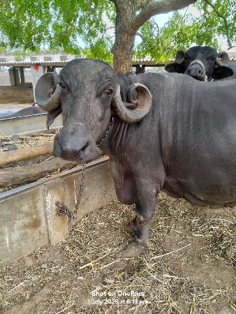 ભેંસ વેચવાની છે