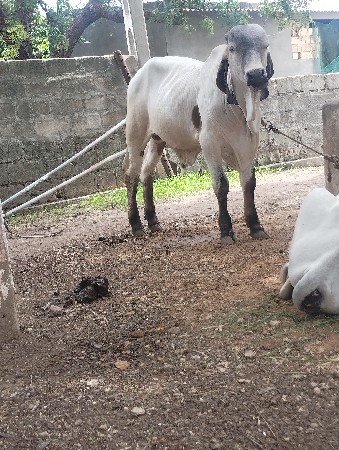 ગીર વાસડો વેસવાનો સે