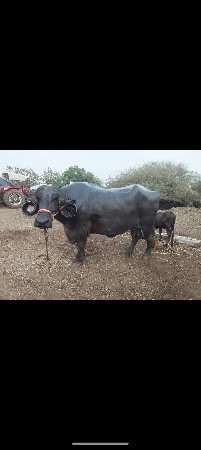 ફુલ હેવી ભેંસો