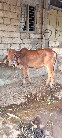 વાંસળી વેસવાની છે