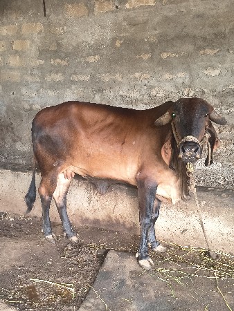 ગીર ગાય વેસવાની છે