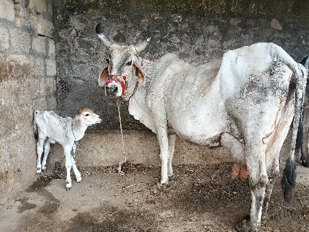 વેચવાની છે