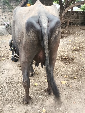 ભેંસ વેચવાની છે