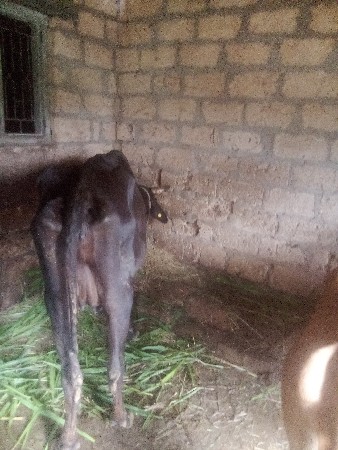 ગાય