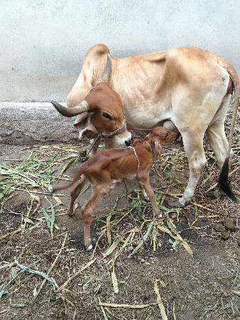 ગાય વેચવાની છે