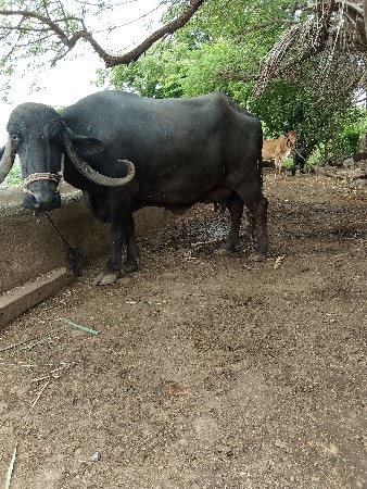 ભેંસ વેચવાની છે