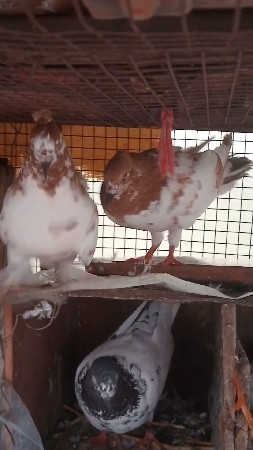 કબૂતર