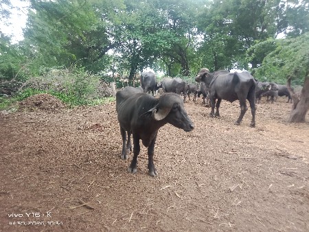 પાડો વેચવાનો છે