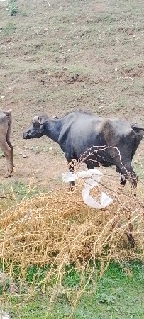 ભેંસ

ભેંસ વેચવાની છે ભેંસ