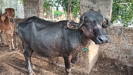 pelu vetar