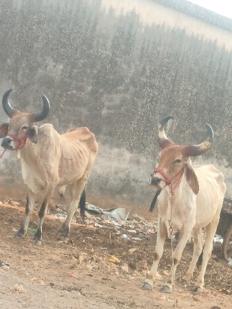 શિવ સાહેબ