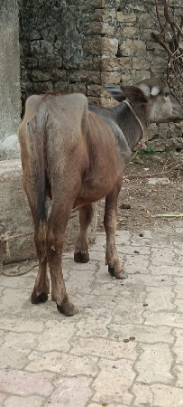 જાફરાબાદી પાડી વેચવાની છે
