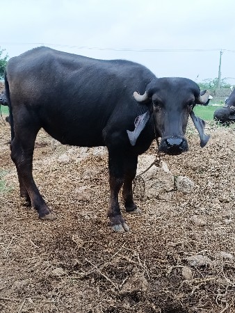 પાડી વેચવાની