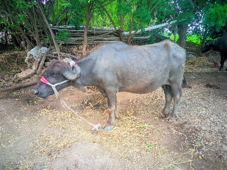 પેલા વેતર