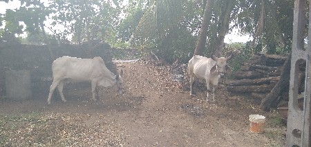 ગોઢલા વેસસવાણાશે 
25 હજાર samar