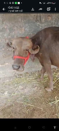 દ્વારકા જોવા મળશે