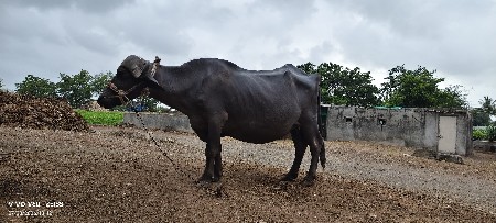 ખાડેલી વેચવાની છે