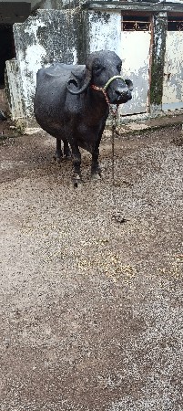 3 જુ વેતર વિયાસે