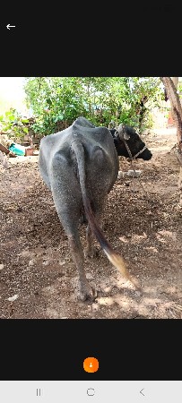 ભેશ વેચવાનીશે દશ દીની કાચી