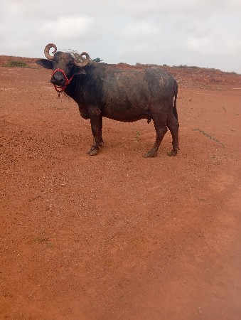 ભેંસ.વેચવાનીસે..૧૦. દીવાની.કાચી