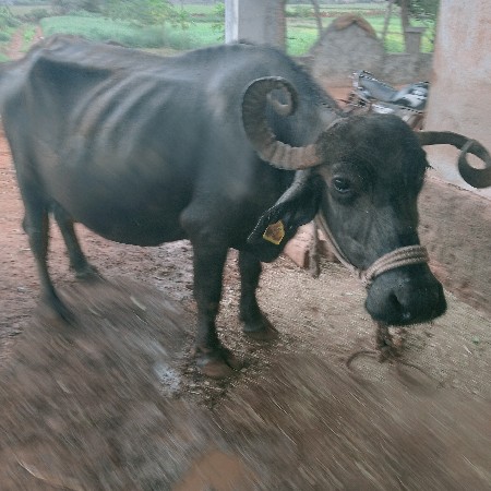 ભેસવેશવાનિછે