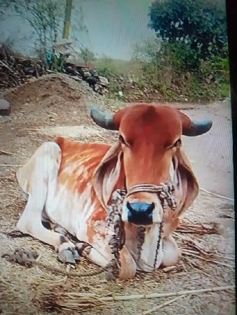 ગાય વેચવાની છે