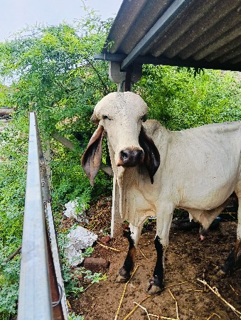 આબુલવેસવાનોસે