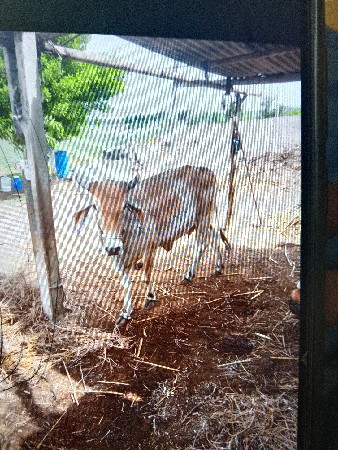 ત્રણ ગાયો વેચવાની છે બહુ સારી છે