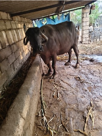 ભેંસ વેચવાની છે
