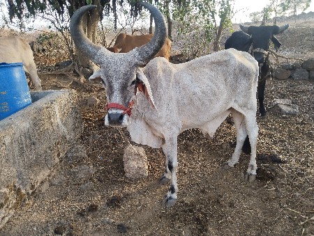 ગોટલો વેચવાનો છે