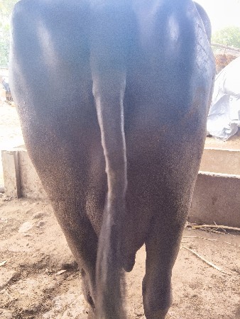 ભેંસ વેચવાની છે વેધર ત્રીજો