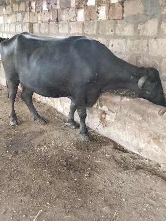 બે ભેંસ વેચવાની છે