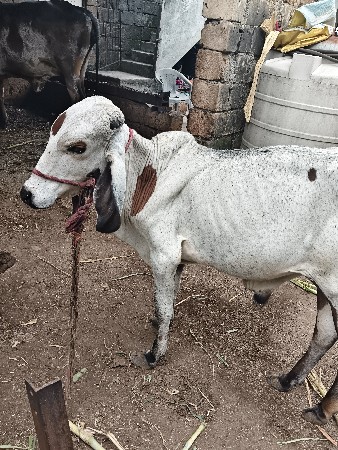 વાછડો