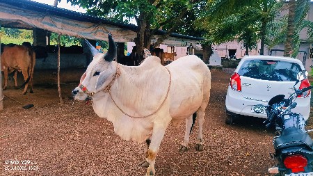 આ ગોધલા ની જોડ કરવા ની છે