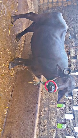 બે ભેસો વેચવાની છે