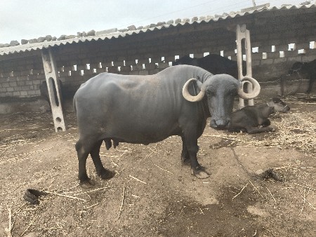 vecvani