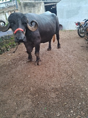 ચોથા વેતનમાં ભેંસ વેચવાની છે