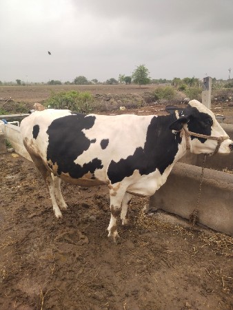 આ ગાય વેચવાની છે