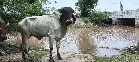 આ વાશડિ વેચવાનિ છે