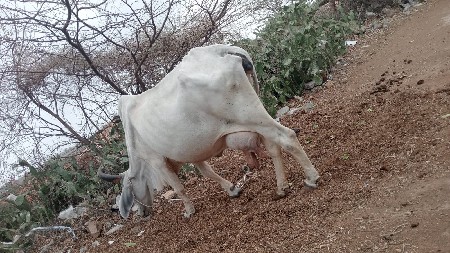 ગાય