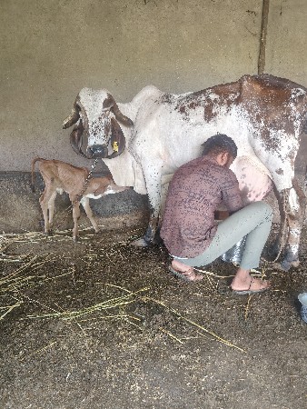 ગીર લીલડી  ગાય તાજી વિયાલ