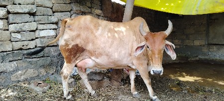 ગાય વેચવાની છે