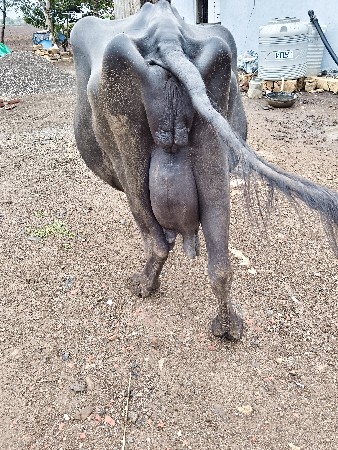 ભેંસ વેચવાની છે