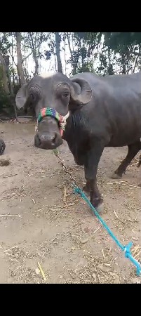 ભેંસ વેચવાની છે
