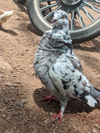 માંગરોળ કોટડા