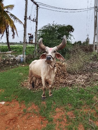 બળદ