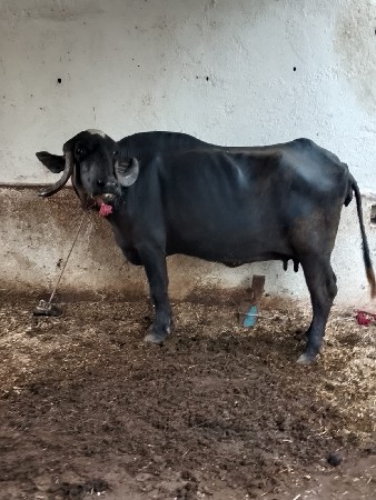 7 મહિના ગાભણ છે