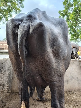 ભેંસ વેચવાની છે