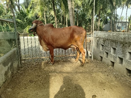 ગીર ગાય